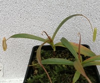 Nepenthes alba S